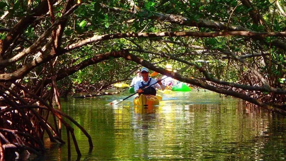 Kayakers paddling through calm mangrove water near Englewood
