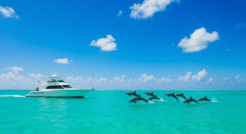 Dolphin watching boat tour in Southwest Florida