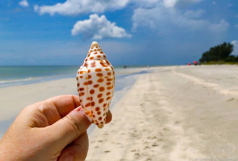 Sanibel Island shelling beach with shell-strewn sand at low tide