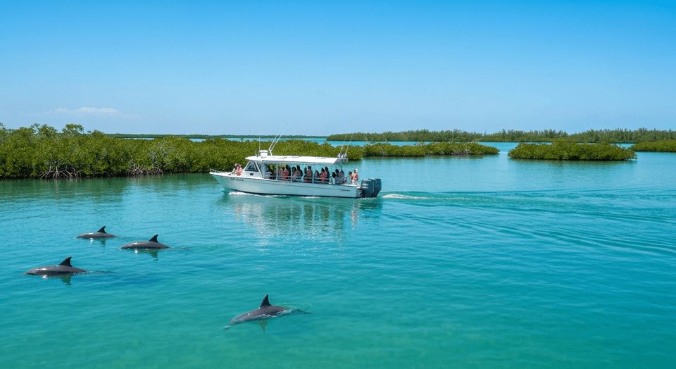 Boat tour with dolphins playing in Pine Island Sound near Sanibel and Captiva Florida