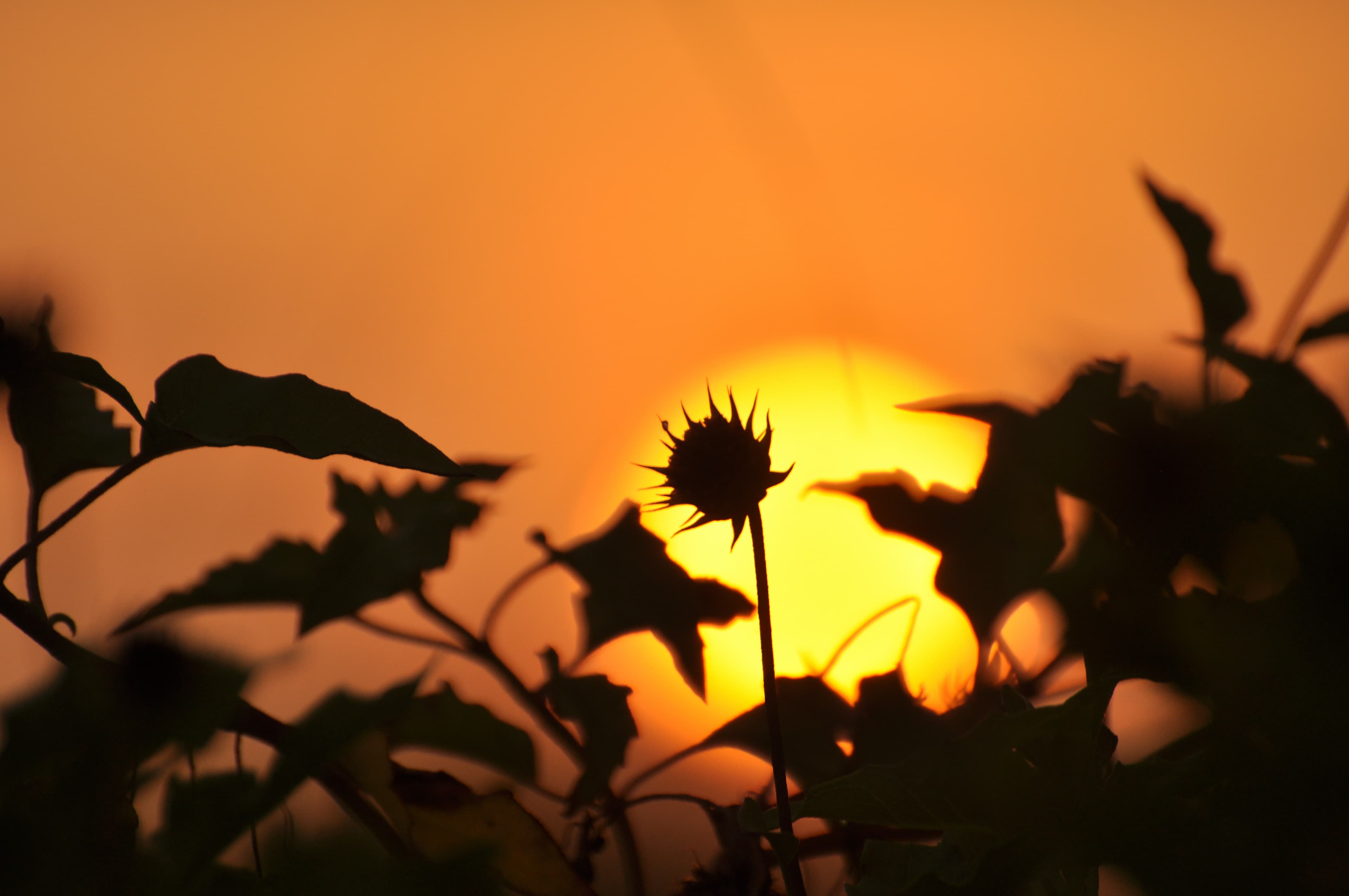 Margaritaville Beach Resort Fort Myers Beach aerial view with Gulf of Mexico